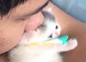主人亲了一下小奶猫,小猫咪立马翻身回吻 主人亲了一下小奶猫,小猫咪立马翻身回吻
