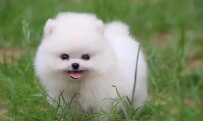 俊介犬能长多大?俊介犬是什么品种? 俊介犬能长多大?俊介犬是什么品种?