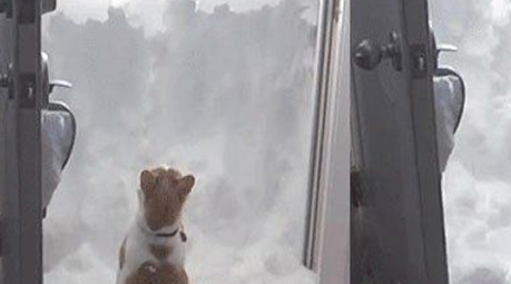 门口被厚厚的积雪封住，主人去拿铁锹回来，看到猫咪的举动傻眼了 