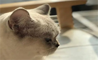 猫咪凌晨为什么会饿醒呢