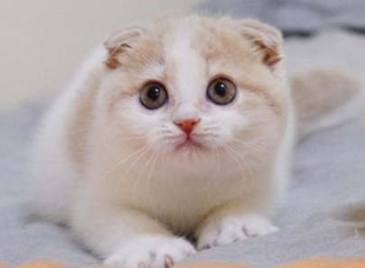 苏格兰猫是什么品种