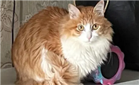 猫咪为什么怕长毛的东西啊