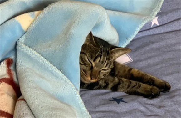 狸花猫认识旧的主人吗