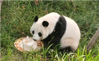 大熊猫爱吃什么?