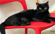 玄猫的特征介绍