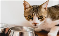猫咪为什么喜欢舔铁杯子啊