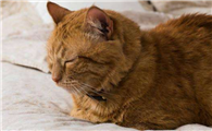 猫咪为什么总趴床边上呢