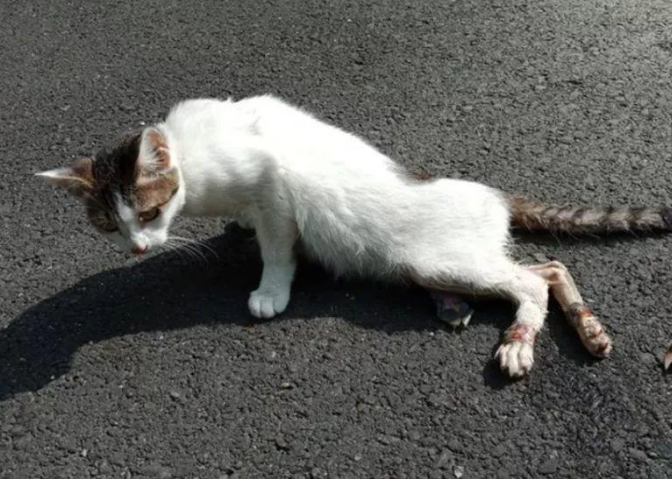 最简单的方法毒死流浪猫
