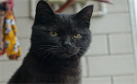 玄猫有什么讲究