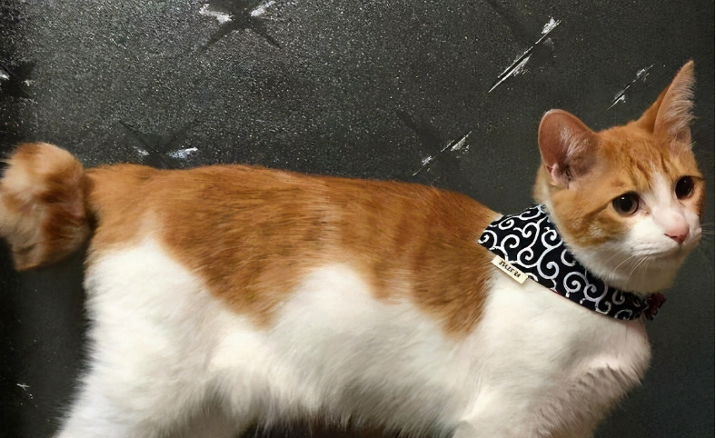 麒麟尾猫图片性格 麒麟尾猫图片性格