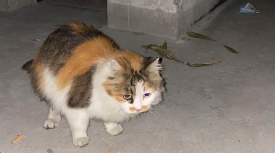 被流浪猫跟着走预兆 被流浪猫跟着走预兆