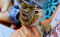 猫咪为什么喜欢在角落叫