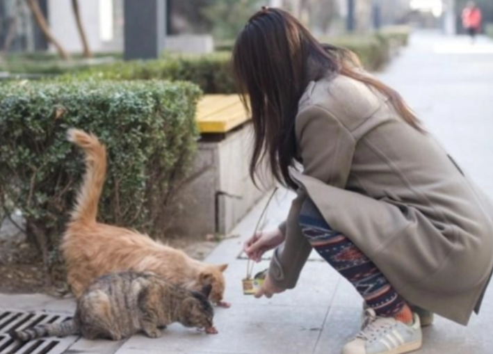 一个总喂流浪猫的女人