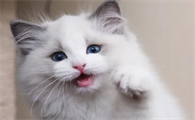 猫咪为什么不能吃热食呢