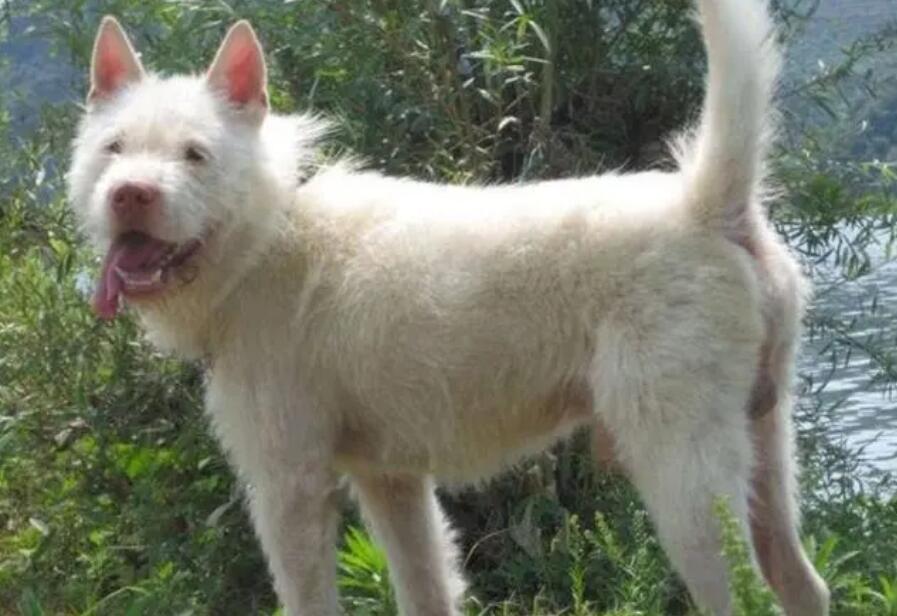 下司犬挑选口诀 下司犬挑选口诀