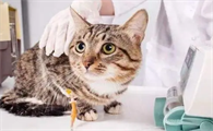 猫瘟吃啥药好使