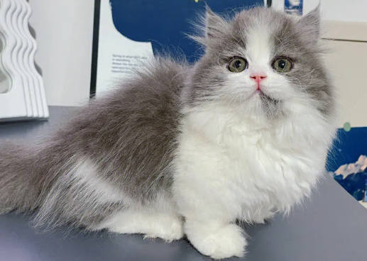 拿破仑矮脚猫大概多少钱一只