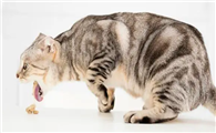 猫咪为什么总是反复吐呢