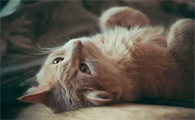 猫咪为什么会情绪不好的原因