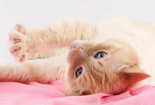 招财猫是啥猫