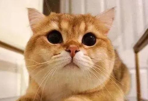 金丝猫是啥意思