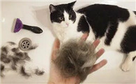 猫咪喜欢脱毛