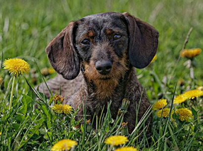 汉诺威猎犬性格怎么样？你知道吗