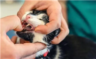猫咪为什么咬受伤的同伴呢