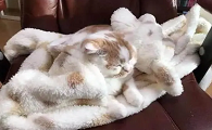 为什么猫咪总会舔毛毯