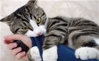 猫咪为什么啃主人袖子呢