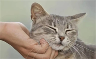 猫咪总是蹭主人脸什么意思