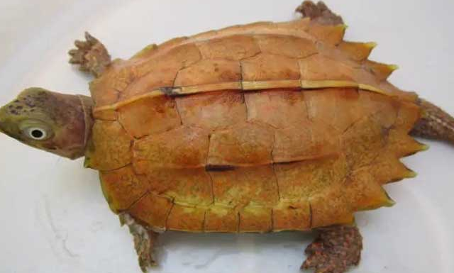 在冬季,野生断板龟会进入休眠状态,通常会在水底或河岸边的洞穴中