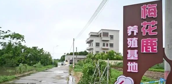 广东茂名70多条鳄鱼出逃，当地：暂无伤亡