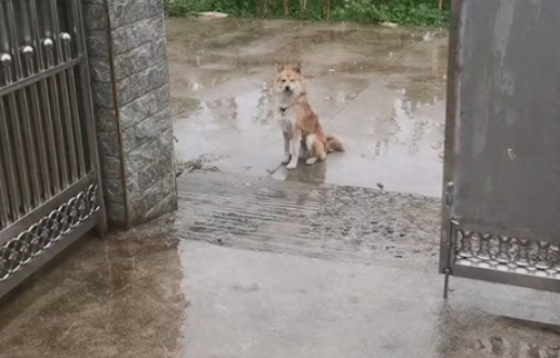 邻居家狗狗和自家狗闹矛盾了，一大早在雨中登门道歉