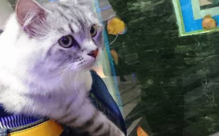 网友带猫主子逛水族馆，看到里面的鱼时，猫主子的表情瞬间亮了！ 