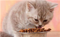 猫咪为什么吃饭就吐了呢