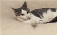 猫咪为什么对着地板刨坑呢