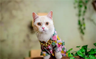 为什么猫咪脚毛变黄