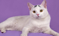 猫咪害怕紫色的东西是为什么
