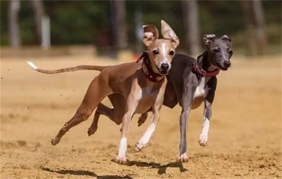 比格犬多少钱一只？品相决定价格