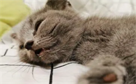 新生猫咪为什么张嘴呼吸不停