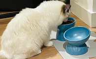 为什么猫咪刷碗吃饭