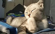 为什么猫咪不断哀吼