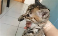 猫咪怕虎皮吗为什么呢