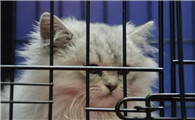 猫咪关在笼里