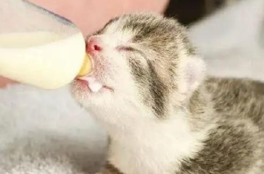 人工喂养小奶猫技巧