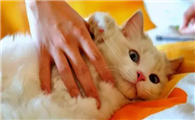 猫咪冬天为什么不让抱抱呢