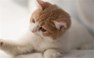 猫在家里掉毛怎么处理呢