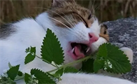 猫咪为什么爱咬猫薄荷啊