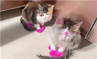 猫咪为什么喜欢彩色的东西呢